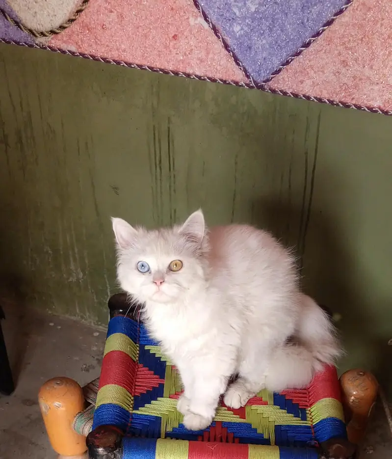 Odd Eye Persian Cat For Sale Islamabad — photo 3