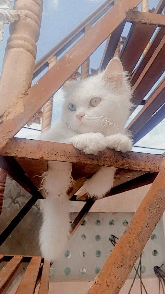 Odd Eye Persian Cat For Sale Islamabad — photo 4
