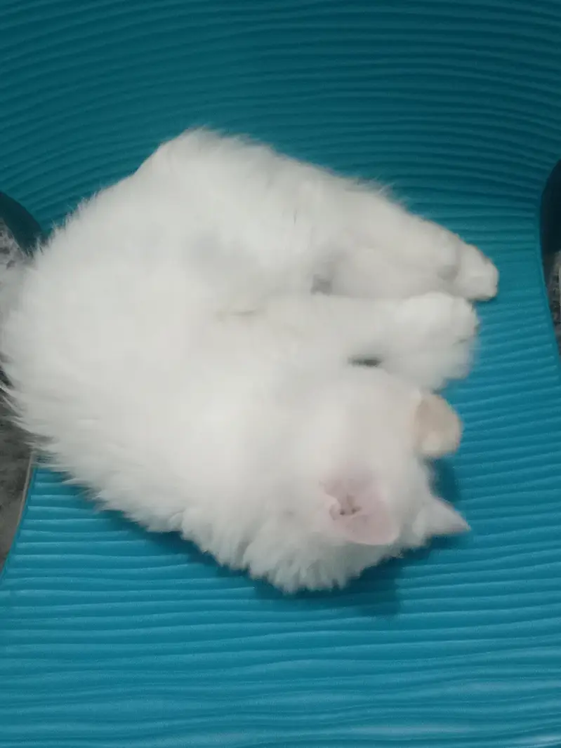 Odd Eye Persian Cat For Sale Islamabad — photo 6