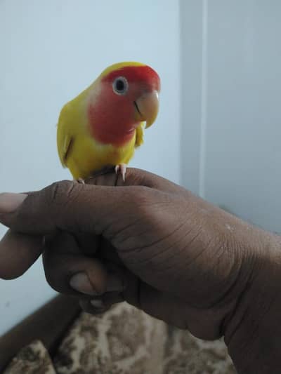 Hand Tamed lutino love bird