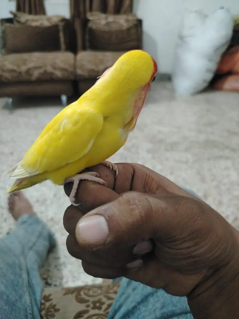 Hand Tamed lutino love bird — photo 2