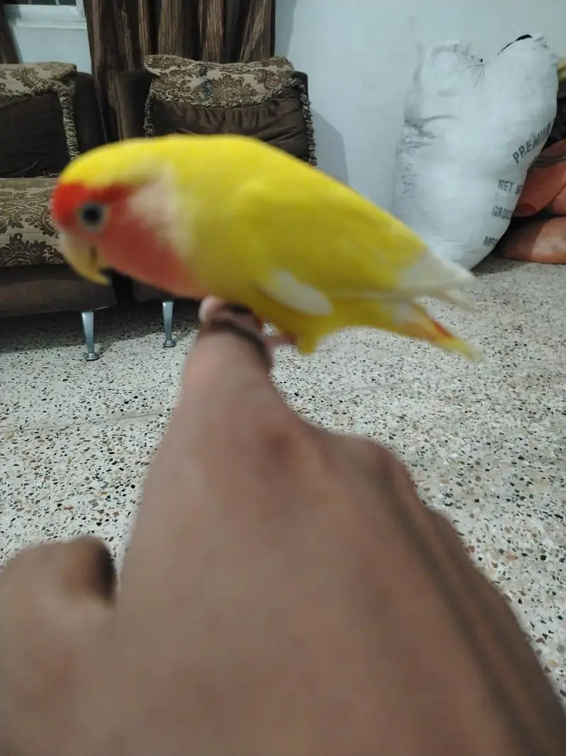 Hand Tamed lutino love bird — photo 3