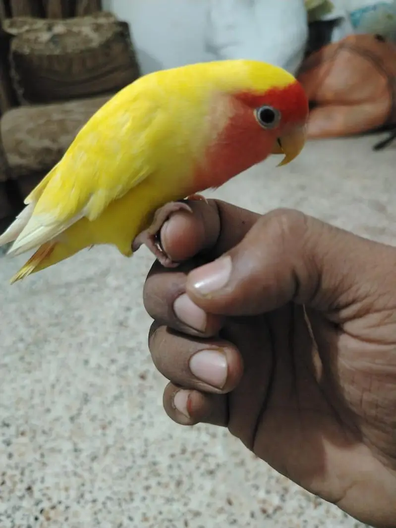 Hand Tamed lutino love bird — photo 4