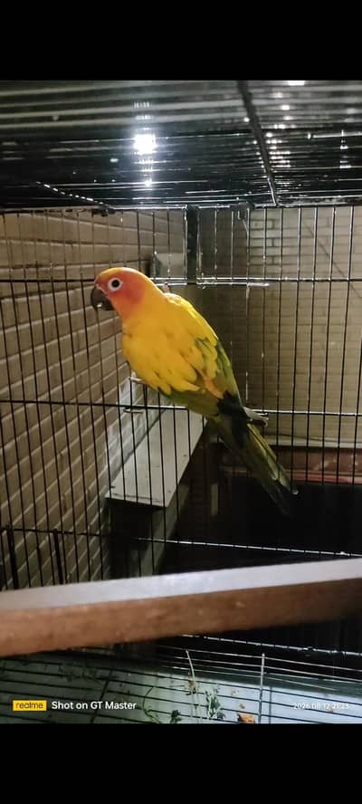 female 2 pieces