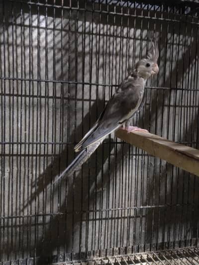 Mashallah good size wf charcoal cockatiel female
