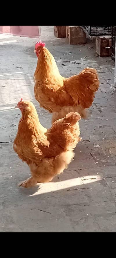 Golden havy buff breeder pair for sale