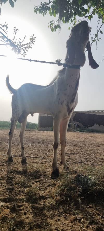 Breeder for Sale