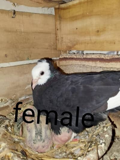 mukhi breeder pair wathsapp no 03246300364