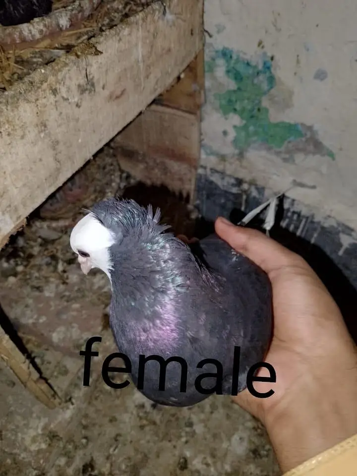 mukhi breeder pair wathsapp no 03246300364 — photo 3