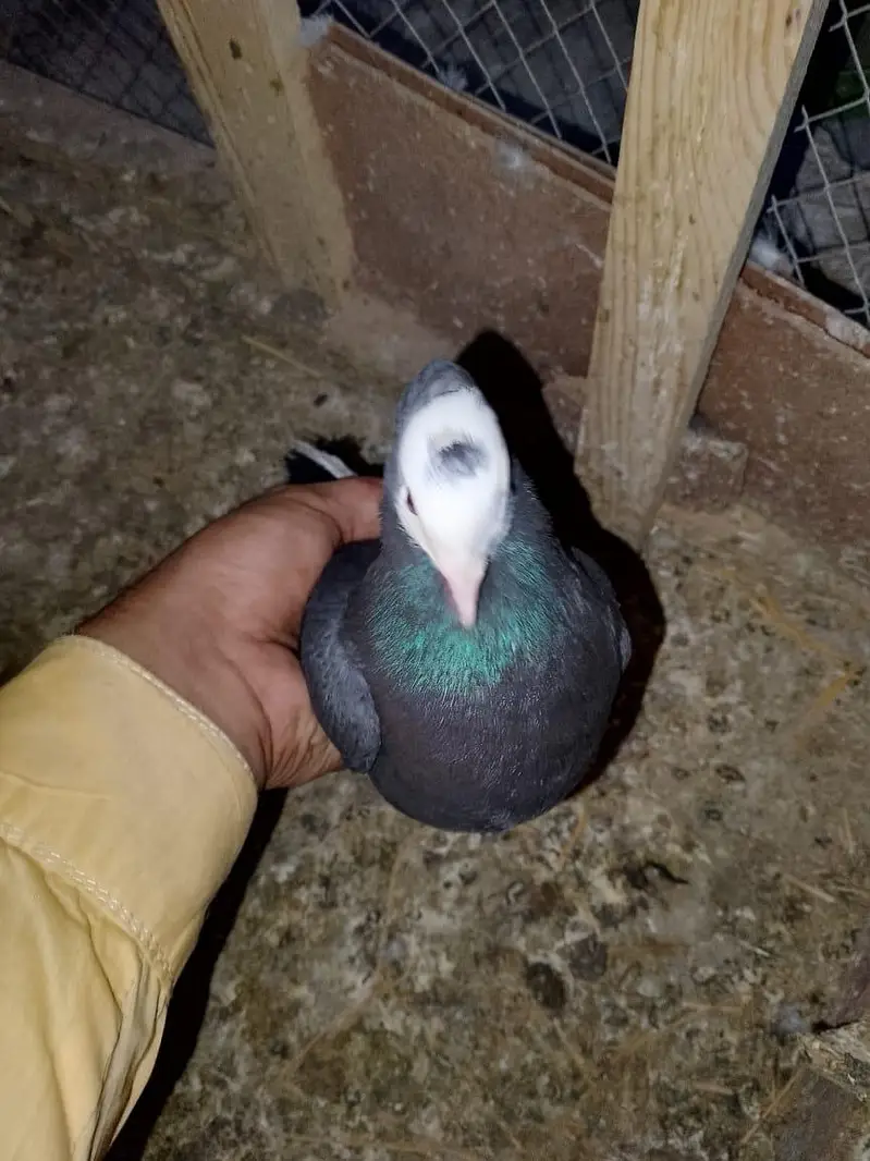 mukhi breeder pair wathsapp no 03246300364 — photo 4