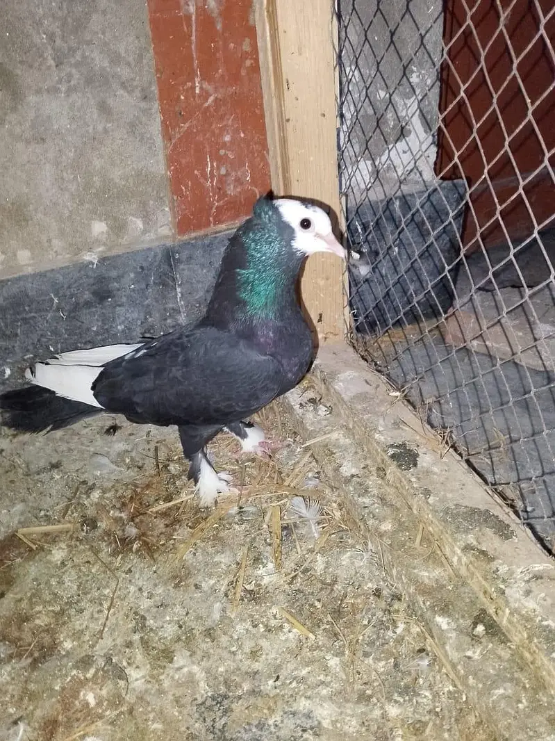 mukhi breeder pair wathsapp no 03246300364 — photo 5