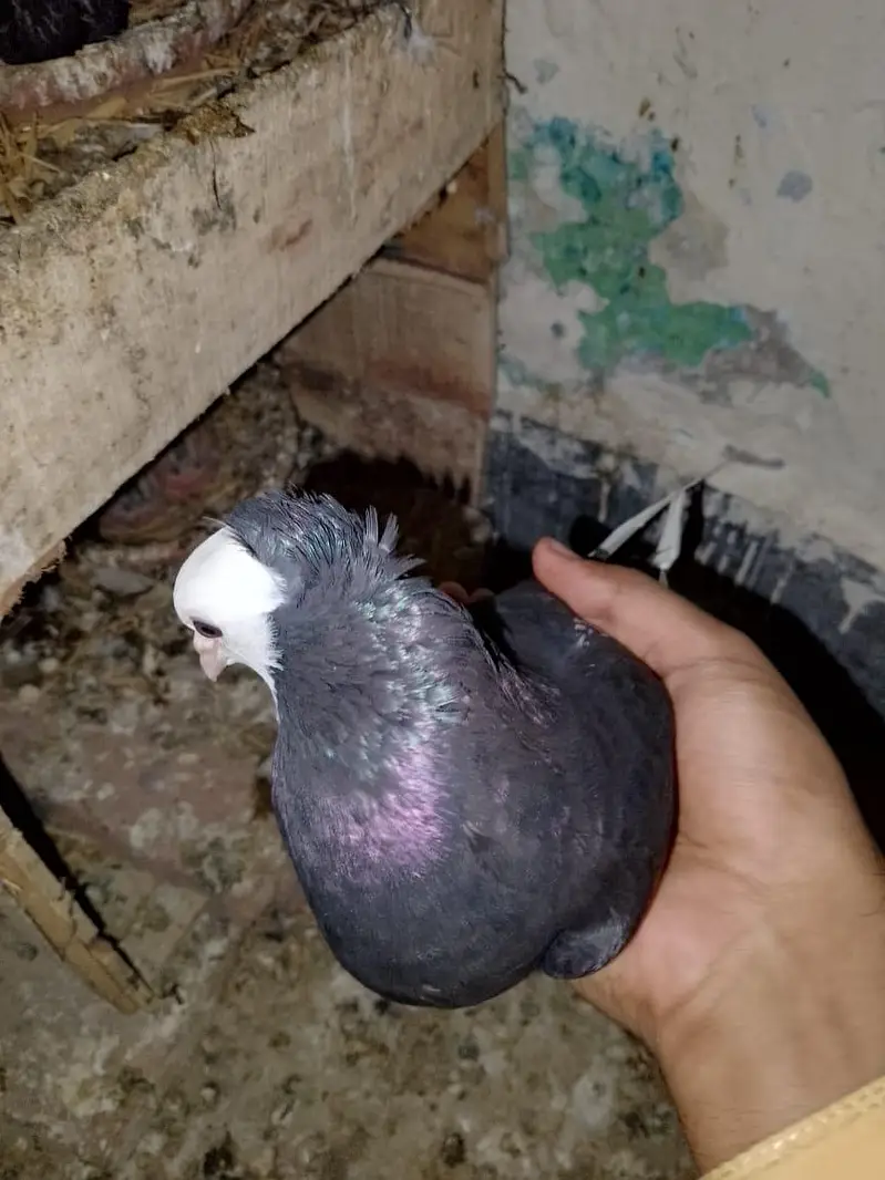 mukhi breeder pair wathsapp no 03246300364 — photo 7