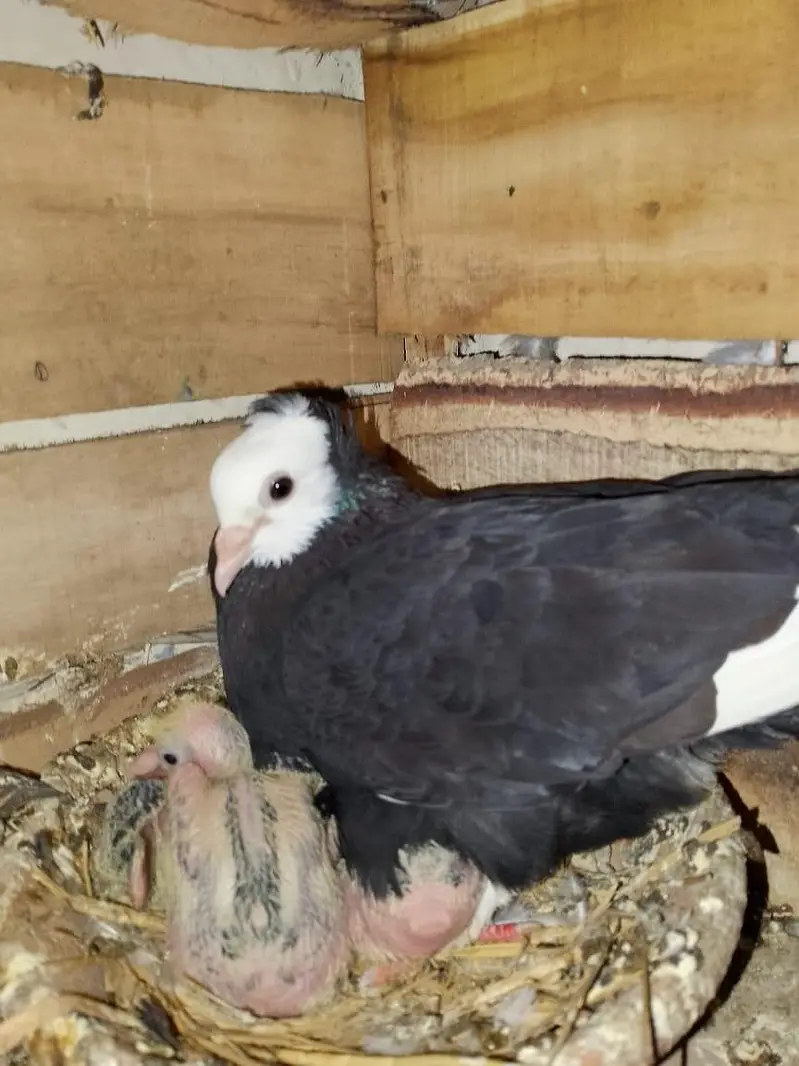 mukhi breeder pair wathsapp no 03246300364 — photo 8