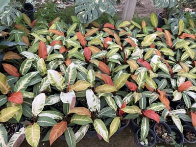 Premium & Healthy Plants for Sale | Indoor & Outdoor Plants