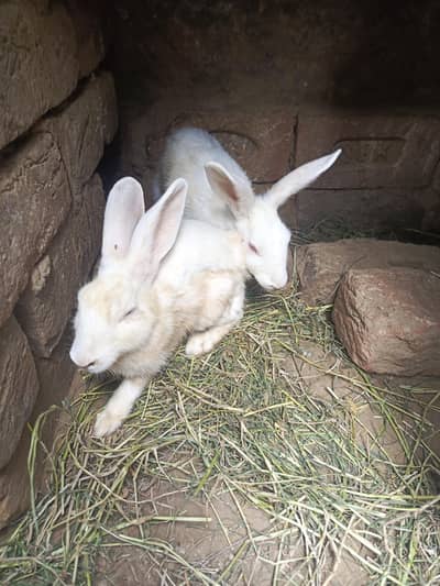  Rabbit 