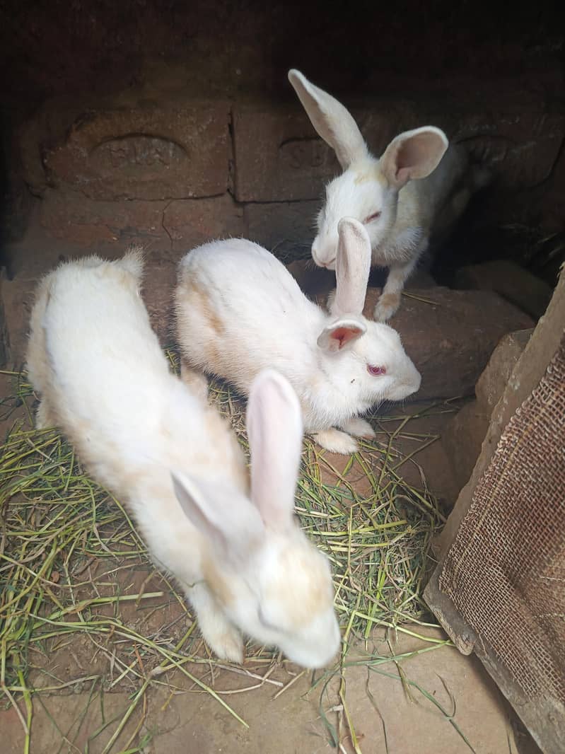  Rabbit  1