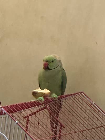 Ringneck male