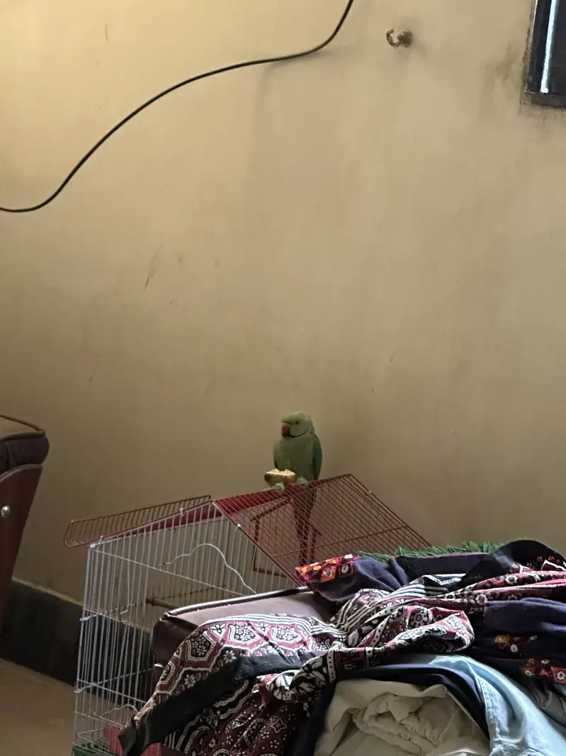 Ringneck male — photo 3