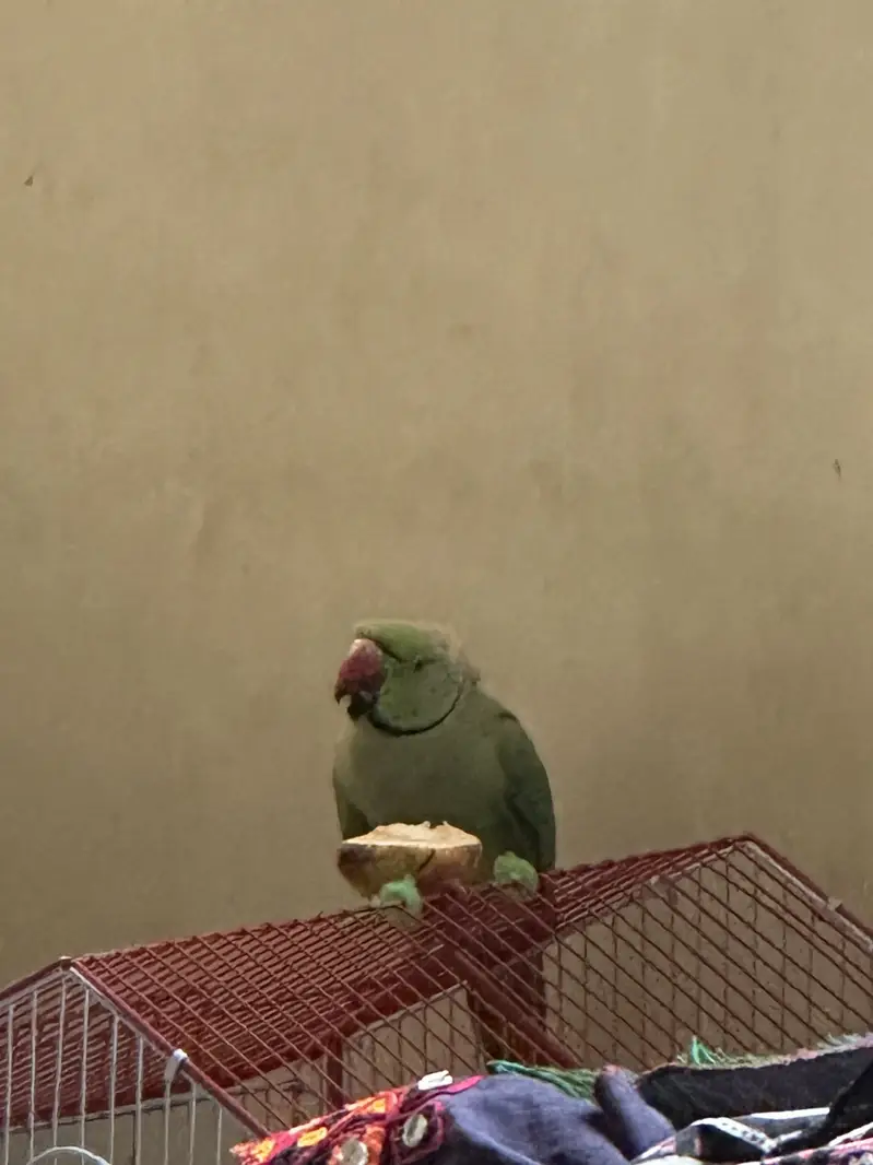 Ringneck male — photo 4