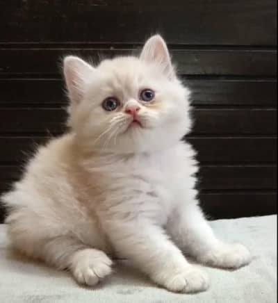 Persian kitten /punch face /triple coat /female male  cat
