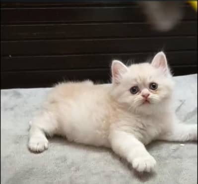 Persian kitten /punch face /triple coat /female male  cat