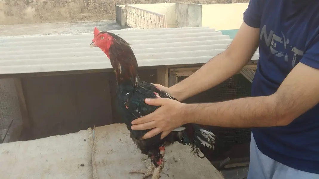 Pure aseel amroha for pet lover — photo 2