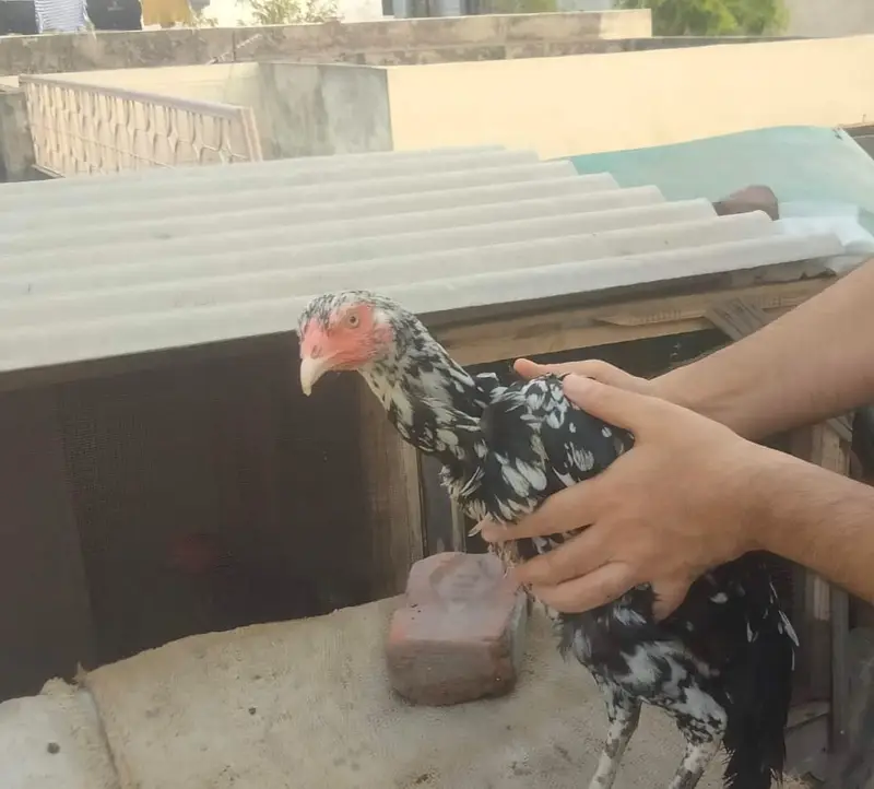 Pure aseel amroha for pet lover — photo 3