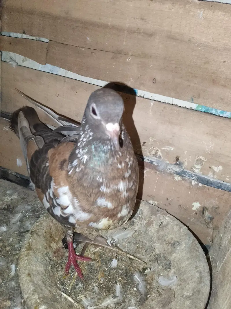 mukhi breeder pair wathsapp no 03246300364 — photo 2