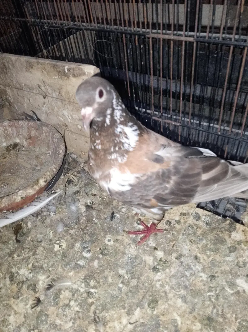 mukhi breeder pair wathsapp no 03246300364 — photo 9