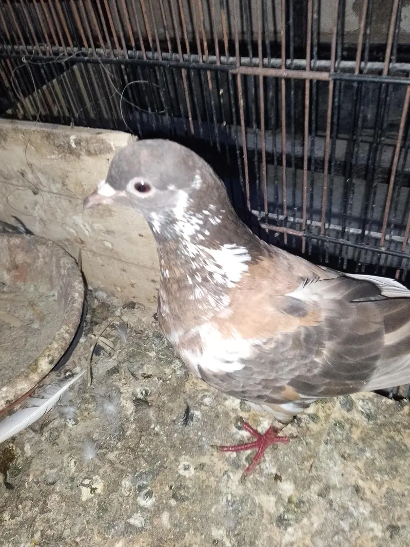 mukhi breeder pair wathsapp no 03246300364 — photo 10