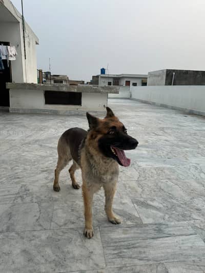 German Shepherd