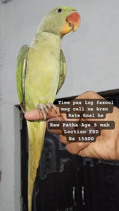 Raw hand tamed parrot