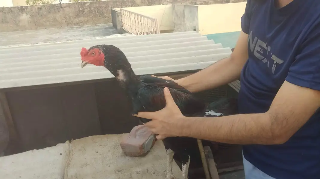 Pure aseel amroha for pet lover — photo 7