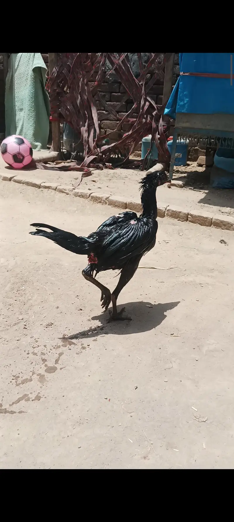 Thai dragon pthi for sale and exchange possible location — photo 7