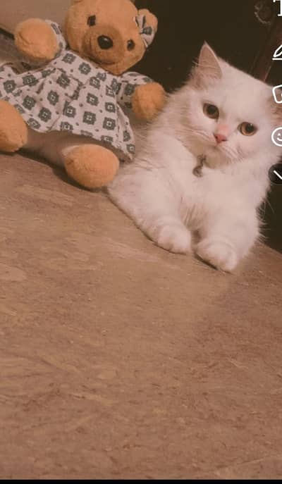 Female cat
