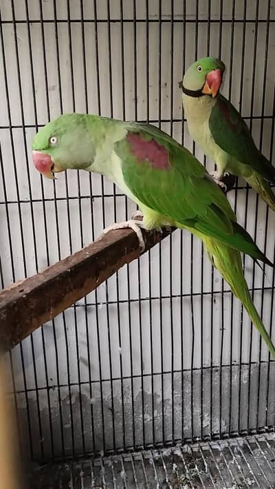 Raw Breeder Pair