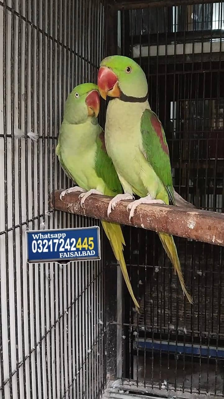 Raw Breeder Pair 1