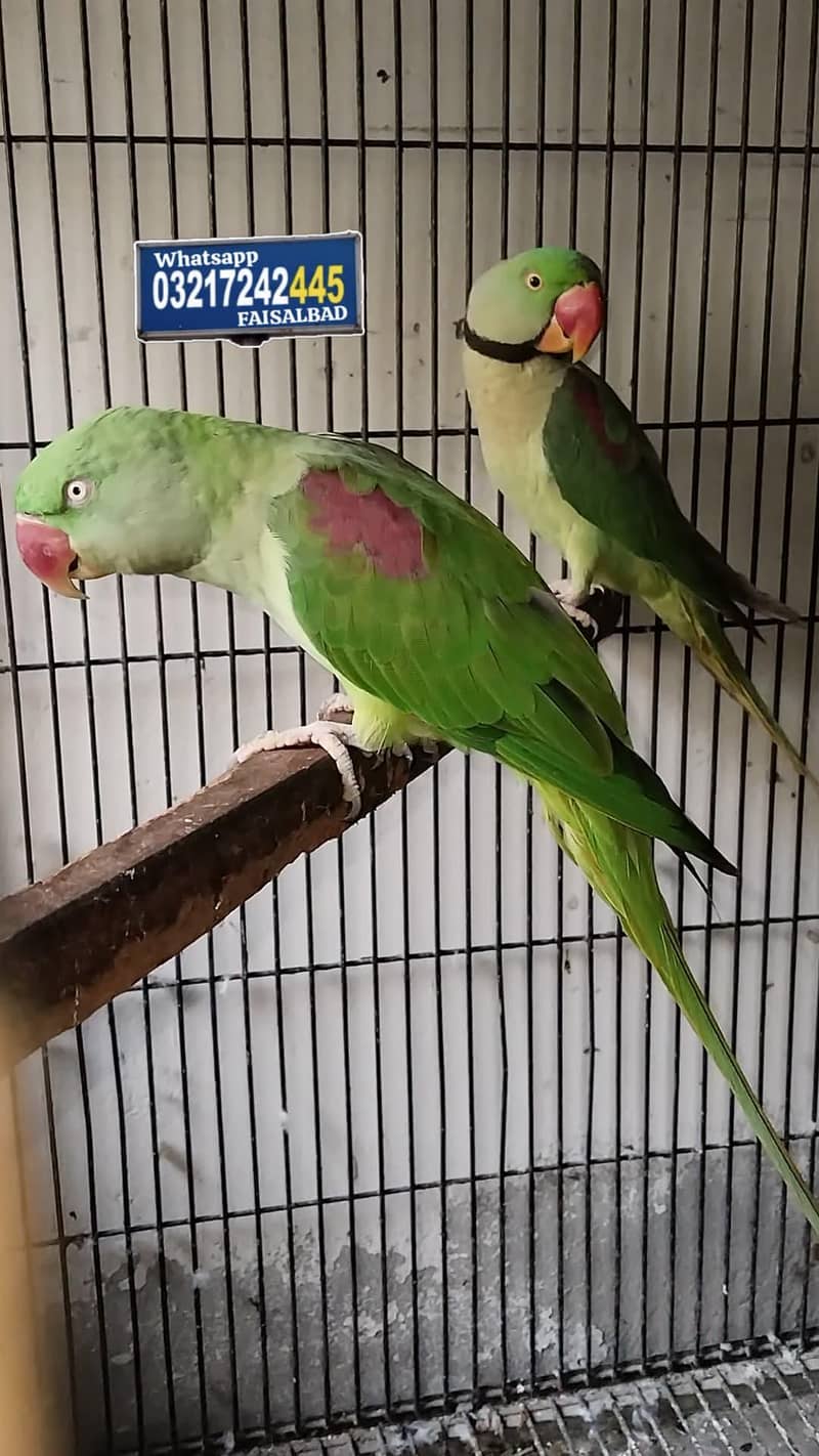Raw Breeder Pair 3