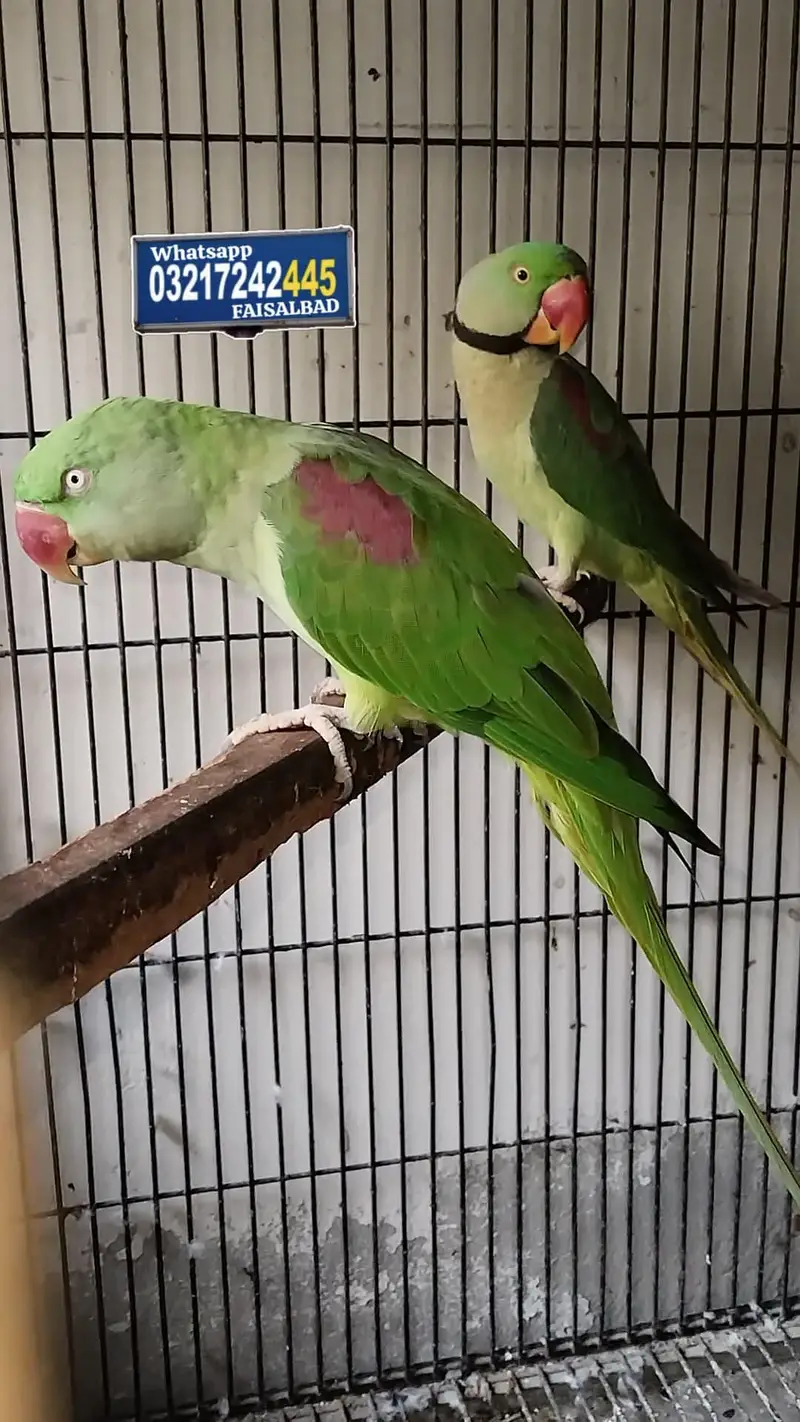 Raw Breeder Pair — photo 4
