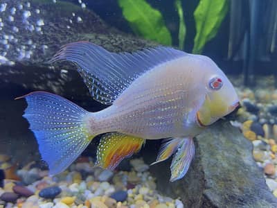 all types exotic fish available