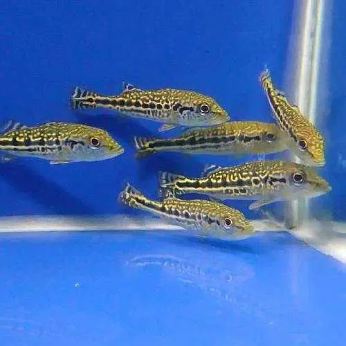 all types exotic fish available — photo 2