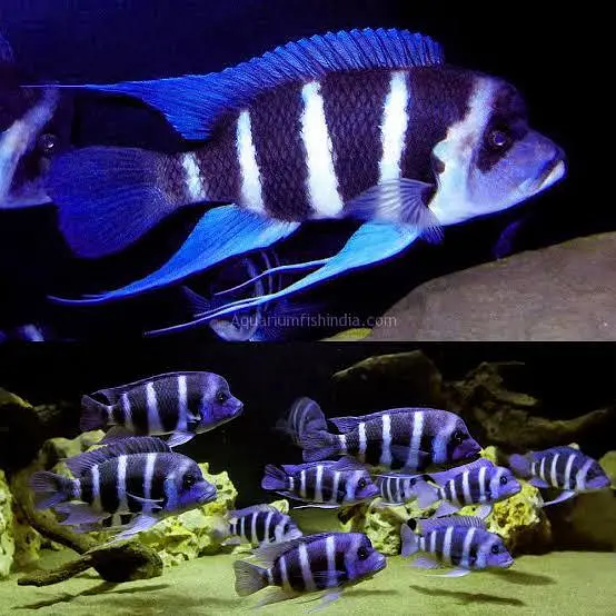 all types exotic fish available — photo 3