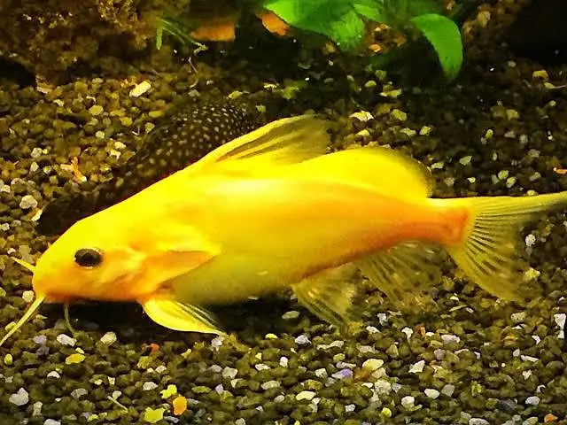 all types exotic fish available — photo 4