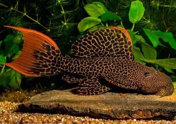 all types exotic fish available — photo 5