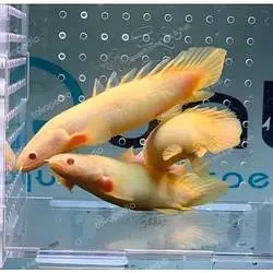 all types exotic fish available — photo 7