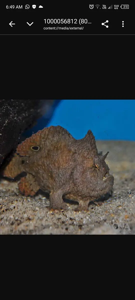 all types exotic fish available — photo 8