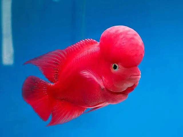 all types exotic fish available — photo 9