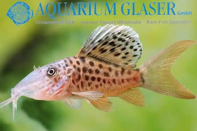 all types exotic fish available — photo 10