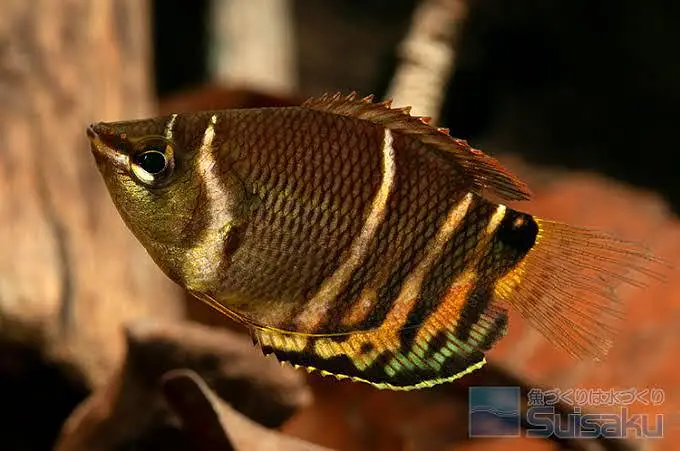 all types exotic fish available — photo 11