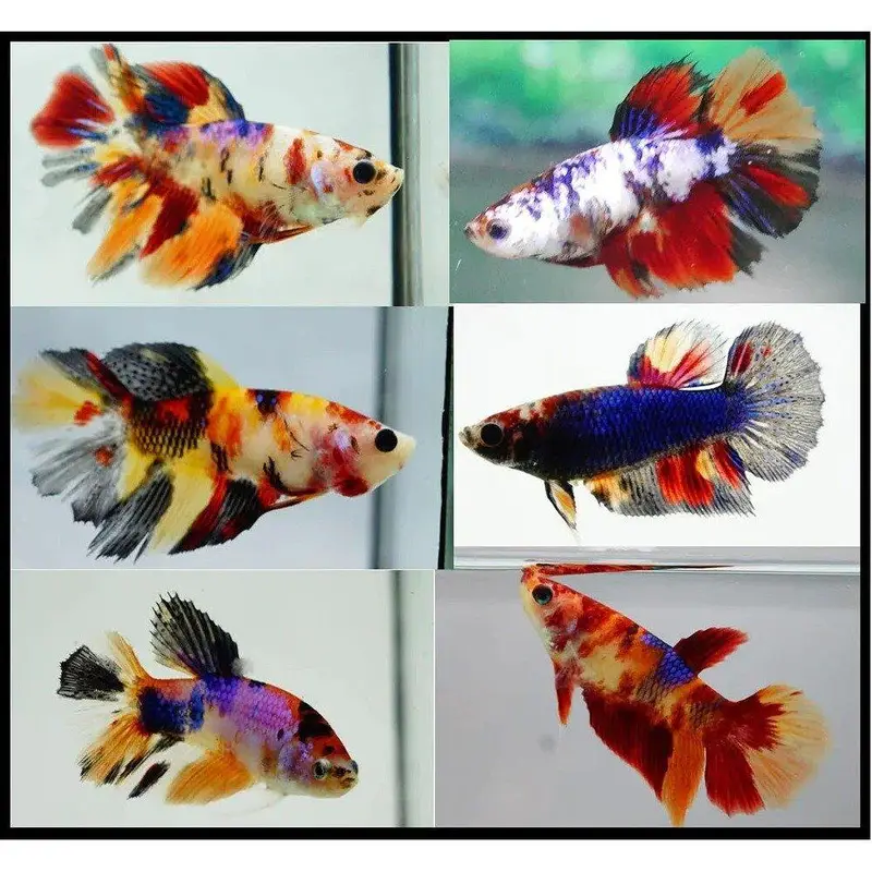 all types exotic fish available — photo 12